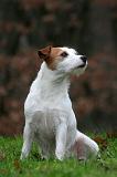 PARSON RUSSEL TERRIER 269